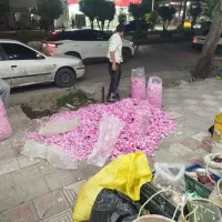 گل محمدی