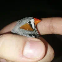 فنچ