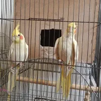 دوعددعروس هلندی یکی نرو یکی ماده