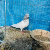 کفتر|پرنده|کاشان, پشت شهربانی|دیوار