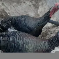 بقلمون نر محلی