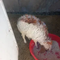 بره نر در ملکشاهی|حیوانات مزرعه|ملکشاهی, |دیوار