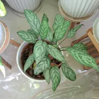 گل طبیعی|گل و گیاه طبیعی|آشخانه, |دیوار