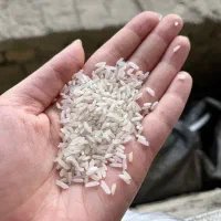 برنج شیرودی