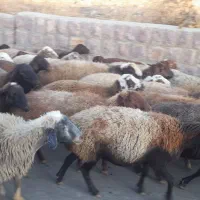 میش وگوسفند  داشتی جوان|حیوانات مزرعه|سنقر, |دیوار