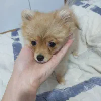 سگ پامرین روباهی|سگ|شاهینشهر, فردوسی|دیوار