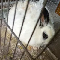 خرگوش نر و ماده