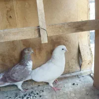کفتر دهنخورده