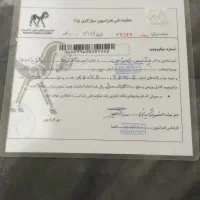 اسب مادیون|اسب و تجهیزات اسب‌سواری|باوی, |دیوار