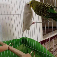 یک جفت مرغ عشق|پرنده|نیشابور, چمبران|دیوار