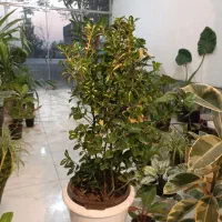 گل شمشاد ابلق و سبز و پایه دار ارسال رایگان + هدیه|گل و گیاه طبیعی|مشهد, رده|دیوار