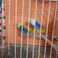 طوطی برزیلی