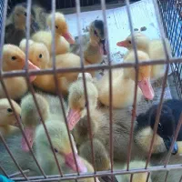 جوجه اردو غاز ۱روزه