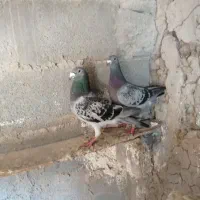 کبوتر پلاکی