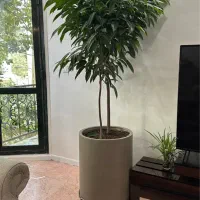 فروش گیاهان آپارتمانی و طراحی و اجرای فضای سبز|گل و گیاه طبیعی|تهران, آجودانیه|دیوار