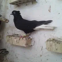 اشعل نردوری