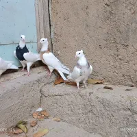 کبوتر طوقی|پرنده|سنقر, |دیوار
