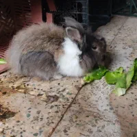 خرگوش نر فروشی