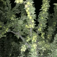 فروش باغ وباغچه وزمین|فروش زمین و ملک کلنگی|شیراز, بید زرد|دیوار