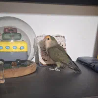 طوطی برزیلی نر|پرنده|بجنورد, |دیوار