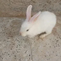 خرگوش