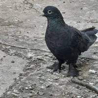 زاغ چشم سیاه ماده
