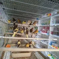 عروس هلندی