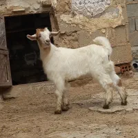 دو عدد بزغاله