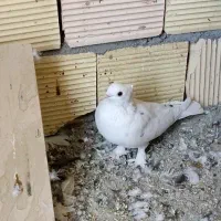 کبوتر جفت کاکلی پاپر سفید|پرنده|ازنا, |دیوار