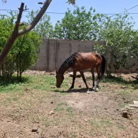 اسب جوان ۳ ساله مادیان|اسب و تجهیزات اسب‌سواری|گرمسار, |دیوار