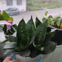 پاجوش‌سانسوریا‌تعدادبالا