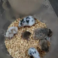 همستر|موش و خرگوش|اهواز, سپیدار|دیوار