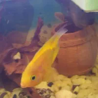 ماهی کت فیش اسپرت (لجن خوار) فلاور باکس و پرت مولد|ماهی|تهران, افسریه شمالی|دیوار