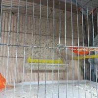 یه جفت قناری رد جفتی قیمت چهارپانصد|پرنده|فارسان, |دیوار