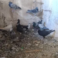 کبوتر|پرنده|پشتکوه (سیستان و بلوچستان), |دیوار