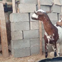 بز نزار وکرنر|حیوانات مزرعه|فین, |دیوار