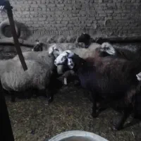 گوسفندابستن