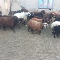 بره نر و ماده|حیوانات مزرعه|مهاجران, |دیوار