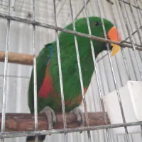 خرید و فروش کاسکو لوری راهب شاه طوطی ملنگو