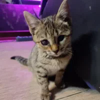 بچه گربه دو ماهه|گربه|اندیشه, اندیشه فاز ۱|دیوار