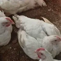 جوجه مرغ گوشتی راس308|حیوانات مزرعه|تهران, صادقیه|دیوار