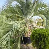 فینیکس آبی|خدمات باغبانی و درختکاری|رودسر, |دیوار