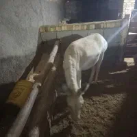 الاغ|حیوانات مزرعه|اراک, |دیوار