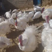 بوقلمون گوشتی با روش سنتی