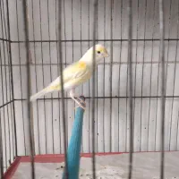 ماده آماده جفت زدن