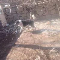 واگذاری سگ|سگ|قمصر, |دیوار