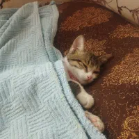 گربه|گربه|کرمان, |دیوار