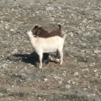 یک راس بز سانن اصل