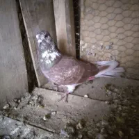 کفتر پرشی به شرط|پرنده|خزل, |دیوار