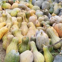 خوراک دام کدم ارگانیک|عمدهفروشی|عباسآباد, |دیوار